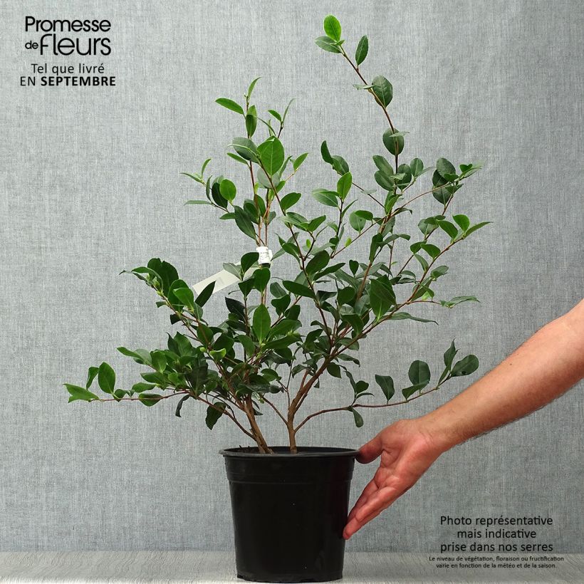 Example of Camellia sasanqua Cleopatra - Herbstblühende Kamelie Topf mit 3L/4L as you get in automne