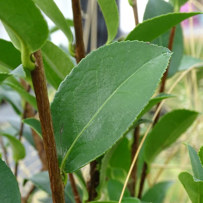 Camellia sasanqua Kanjiro - Herbstblühende Kamelie (Foliage)