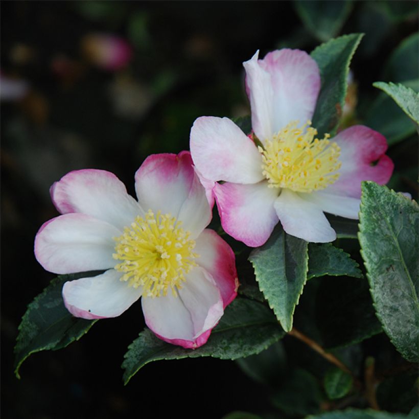 Camellia sasanqua Variegata - Herbstblühende Kamelie (Flowering)