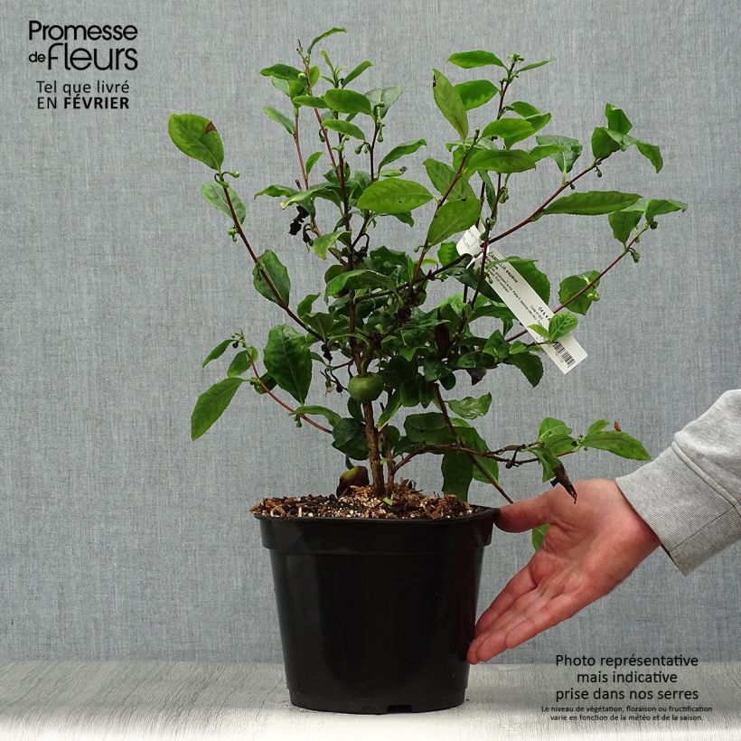 Example of Camellia sinensis - Chinesischer Teestrauch Topf mit 4L/5L as you get in automne