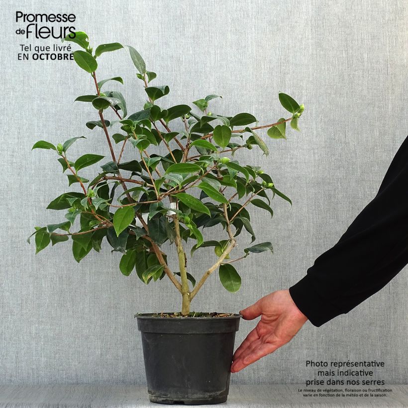 Example of Camellia Betty's Beauty - Kamelie Topf mit 4L/5L as you get in automne