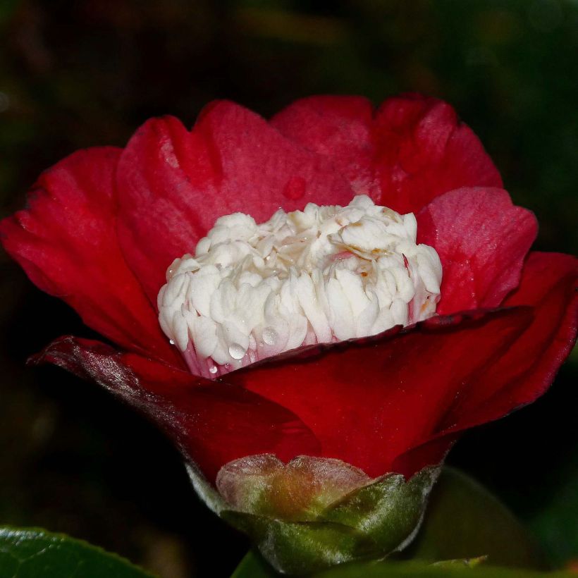 Camellia Bokuhan - Japanische Kamelie (Flowering)