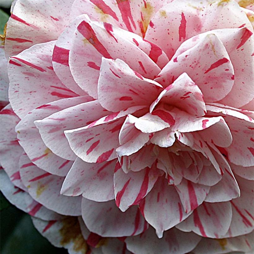 Camellia Bonomiana - Japanische Kamelie (Flowering)