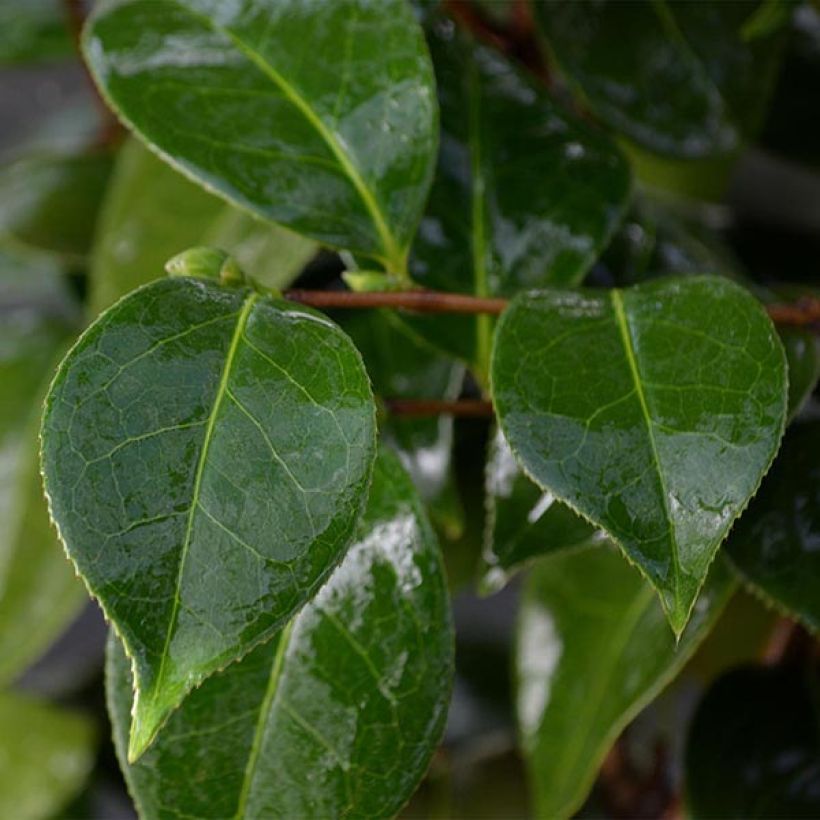 Camellia Botanyuki - Kamelie (Foliage)