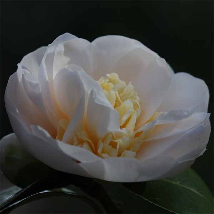 Camellia Botanyuki - Kamelie (Flowering)