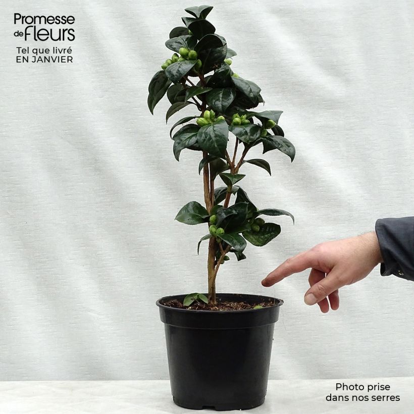 Exemplar von Camellia Dahlonega - Kamelie Topf mit 4L/5L wie im Winter geliefert