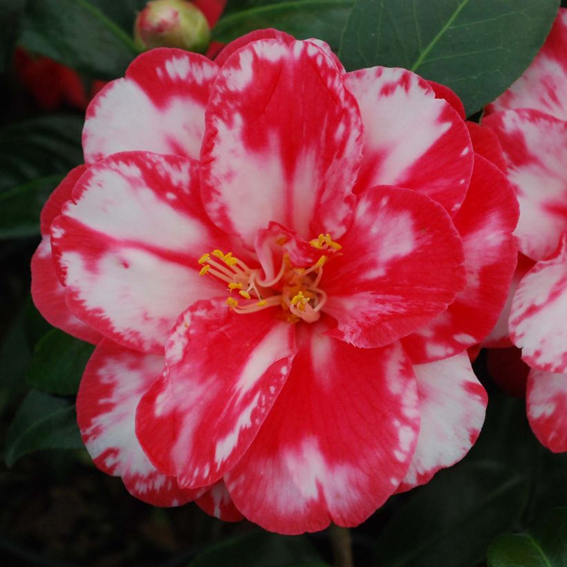 Camellia Donckelarii - Japanische Kamelie (Flowering)