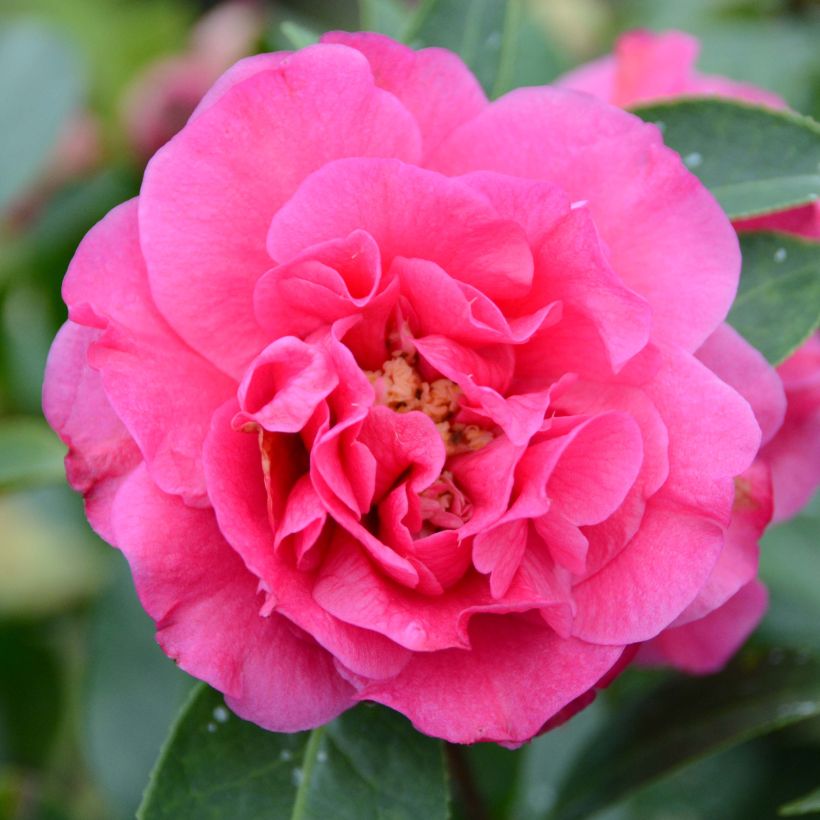 Camellia reticulata Fiesta Grande - Kamelie (Flowering)