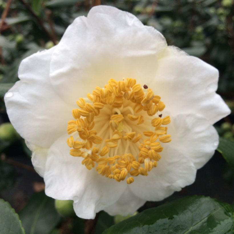 Camellia de Higo Fuji - Japanische Kamelie (Flowering)