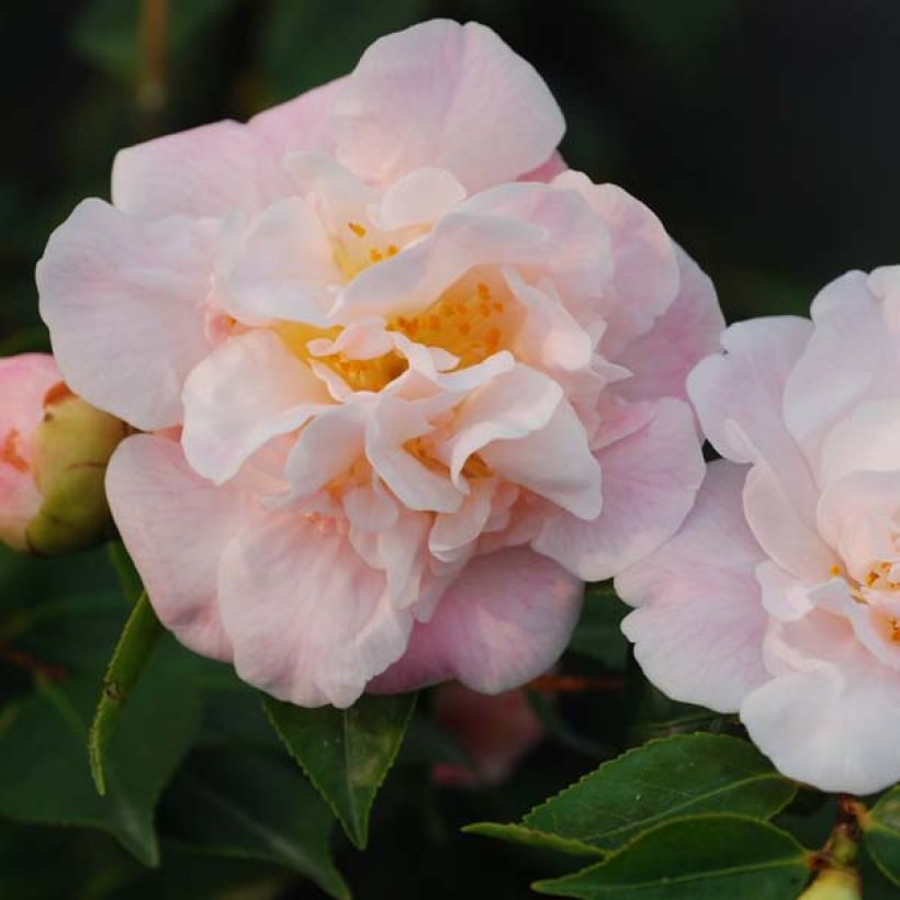 Camellia lutchuensis High Fragrance - Kamelie (Flowering)