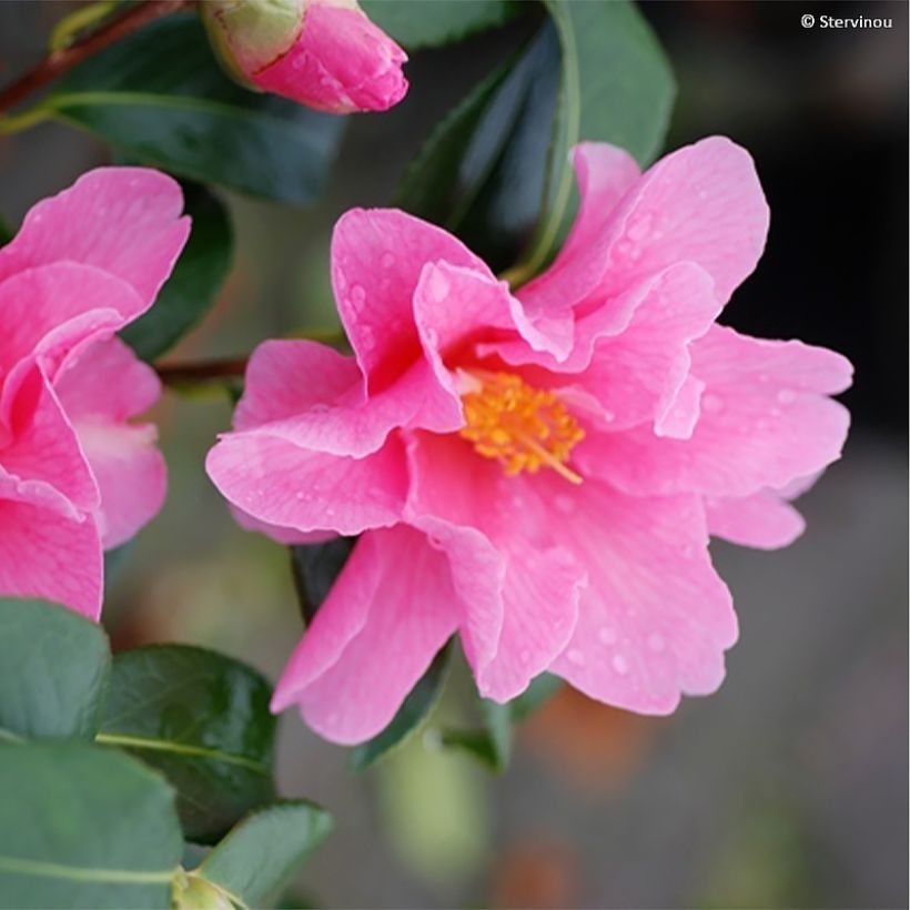 Camellia williamsii Lucky Star - Kamelie (Flowering)