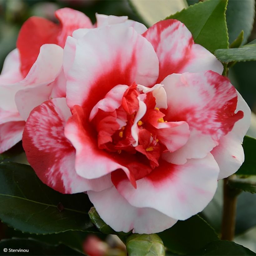 Camellia Midnight Variegated - Japanische Kamelie (Flowering)