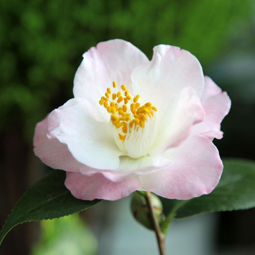 Camellia transnokoensis Transtasman - Kamelie (Flowering)