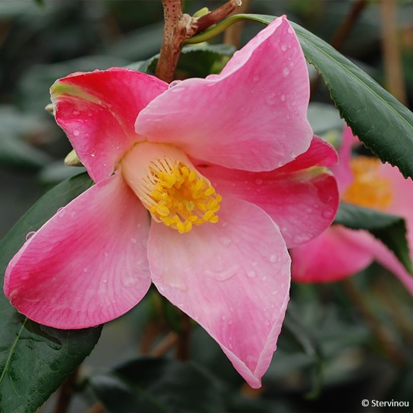 Camellia williamsii Tulip Time - Kamelie (Flowering)