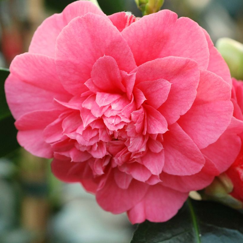 Camellia chandleri Elegans - Japanische Kamelie (Flowering)