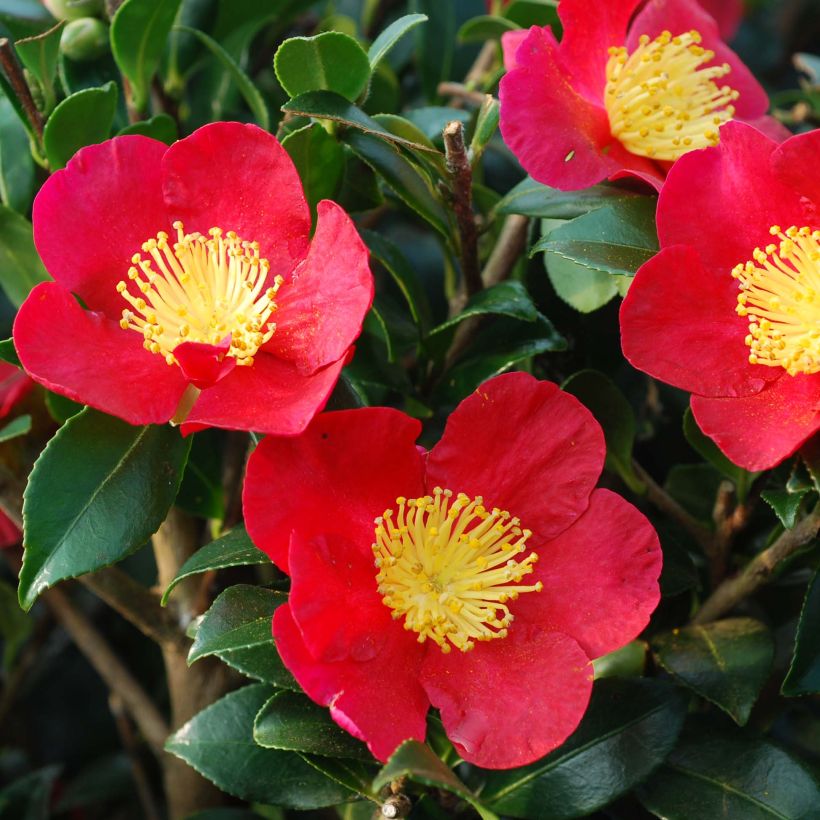 Camellia Yuletide - Kamelie (Flowering)