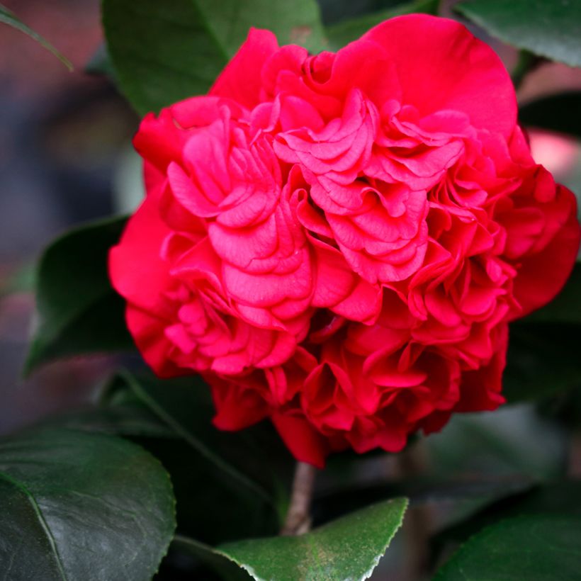 Camellia Kramer's Supreme - Japanische Kamelie (Flowering)