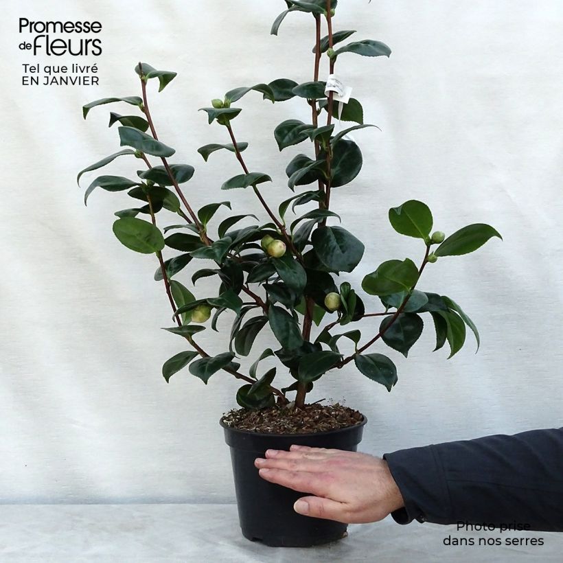 Exemplar von Camellia Margaret Davis - Japanische Kamelie Topf mit 3L/4L wie im Winter geliefert