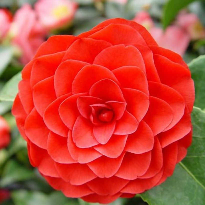 Camellia Roger Hall - Japanische Kamelie (Flowering)