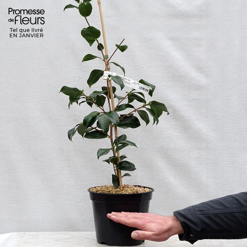 Exemplar von Camellia chandleri Elegans - Japanische Kamelie Topf mit 4L/5L wie im Winter geliefert