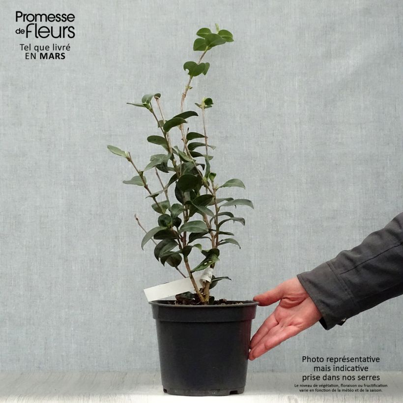 Exemplar von Camellia sasanqua Belinda - Herbstblühende Kamelie Topf mit 4L/5L wie im Frühjahr geliefert