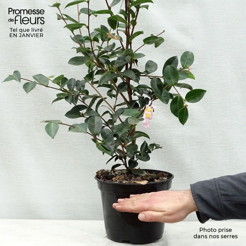 Exemplar von Camellia sasanqua Plantation Pink - Herbstblühende Kamelie Topf mit 4L/5L wie im Winter geliefert