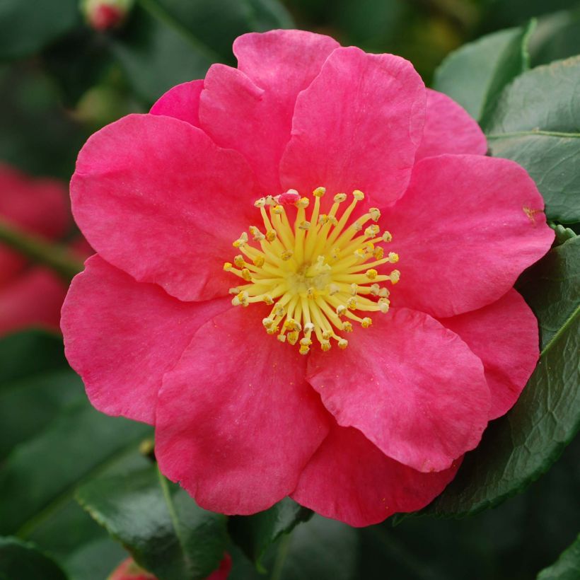 Camellia sasanqua Sekiyo - Herbstblühende Kamelie (Flowering)