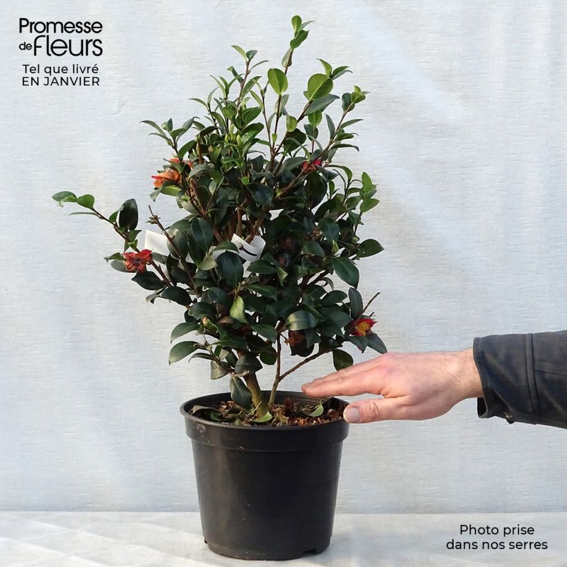 Exemplar von Camellia Yuletide - Kamelie Topf mit 4L/5L wie im Winter geliefert
