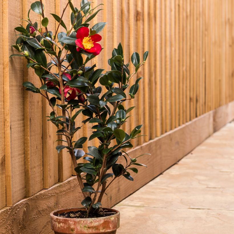 Camellia Yuletide - Kamelie (Plant habit)