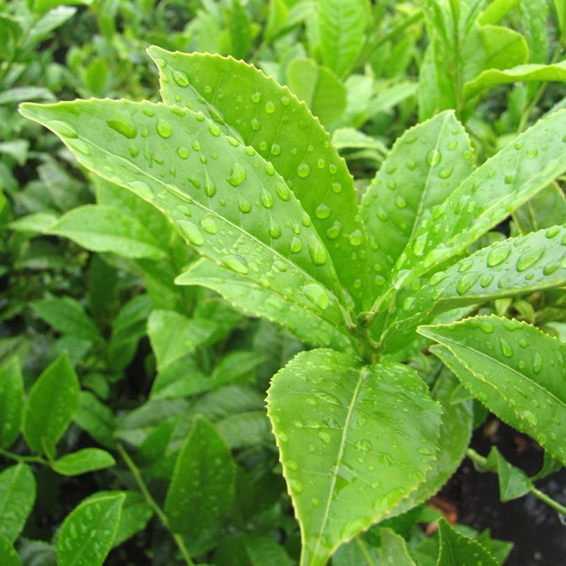 Camellia sinensis - Chinesischer Teestrauch (Foliage)