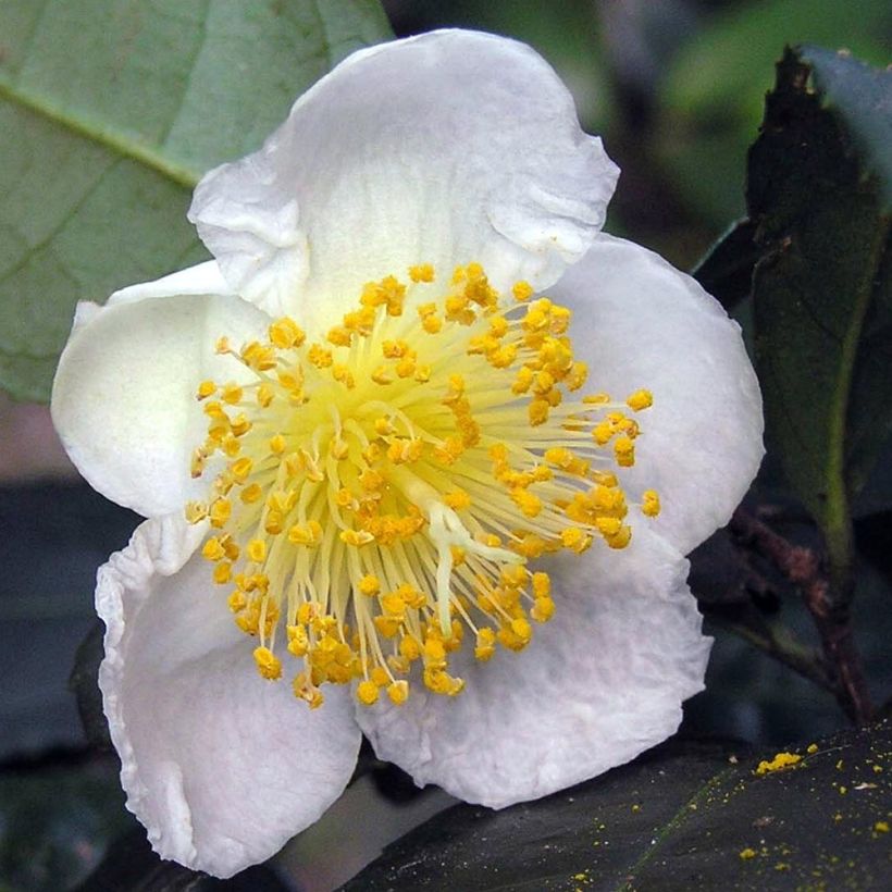 Camellia sinensis - Chinesischer Teestrauch (Flowering)