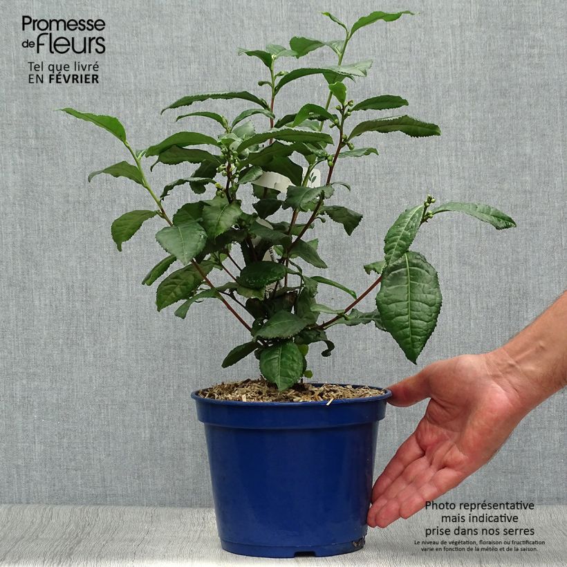 Example of Chinesischer Teestrauch Théojardin - Camellia sinensis Topf mit 2L/3L as you get in automne