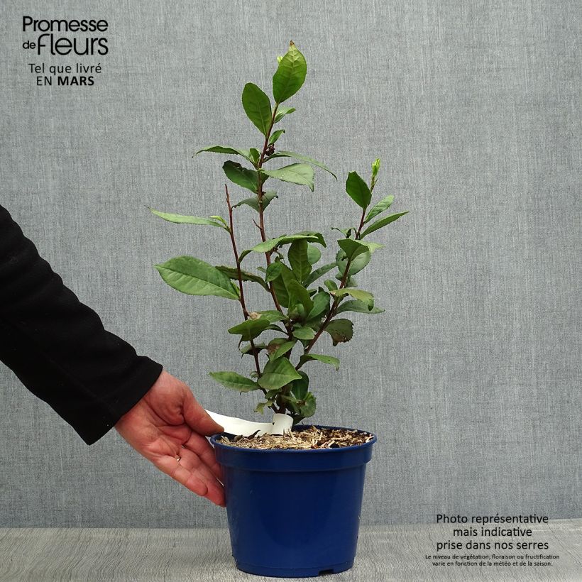 Exemplar von Chinesischer Teestrauch Théojardin - Camellia sinensis Topf mit 2L/3L wie im Frühjahr geliefert