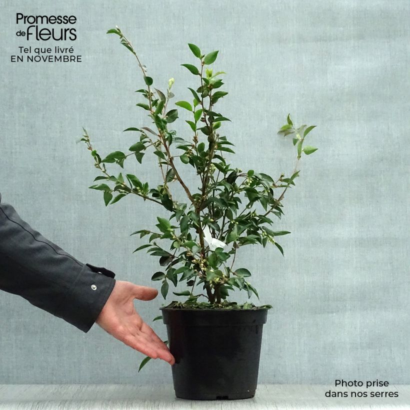 Example of Camellia transnokoensis Topf mit 4L/5L as you get in automne