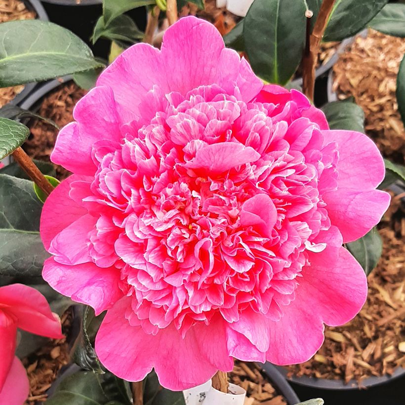 Camellia williamsii Anticipation - Kamelie (Flowering)