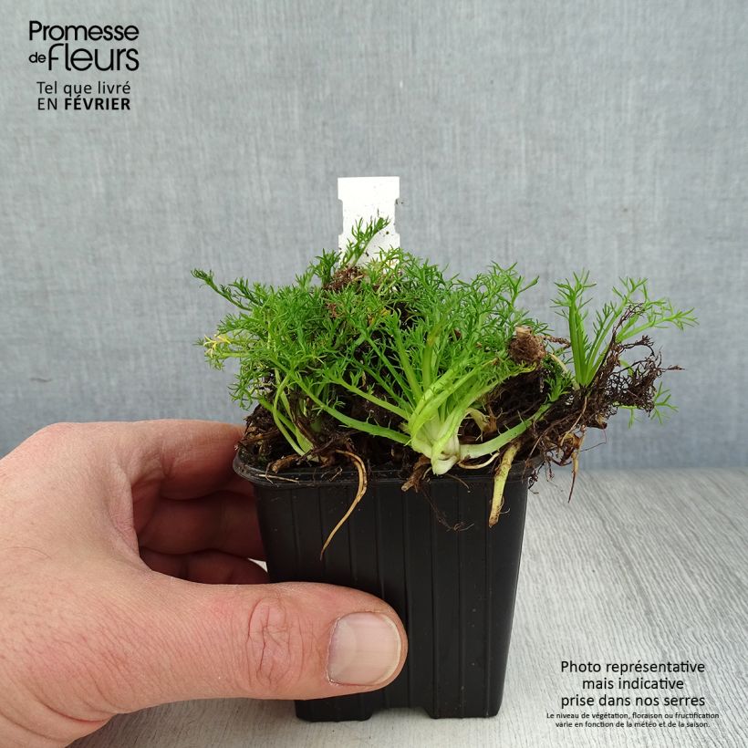 Exemplar von Römische Hundskamille Ligulosum - Chamaemelum nobile Kleine Töpfe von 8/9 cm wie im Winter geliefert