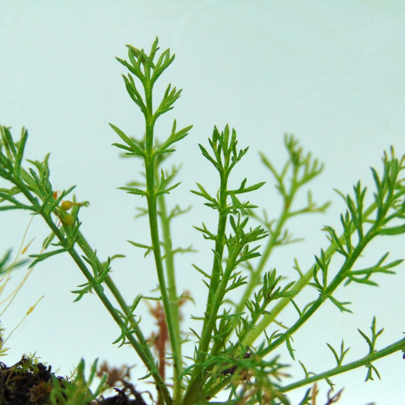 Römische Hundskamille Treneague - Chamaemelum nobile (Foliage)