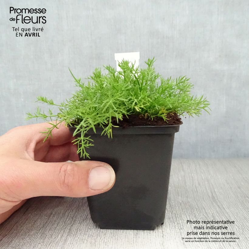 Exemplar von Römische Hundskamille Treneague - Chamaemelum nobile Kleine Töpfe von 8/9 cm wie im Frühjahr geliefert