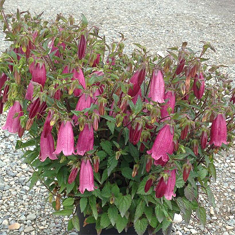 Campanula takesimana Ringsabell Mulberry Rose - Korea-Glockenblume (Plant habit)