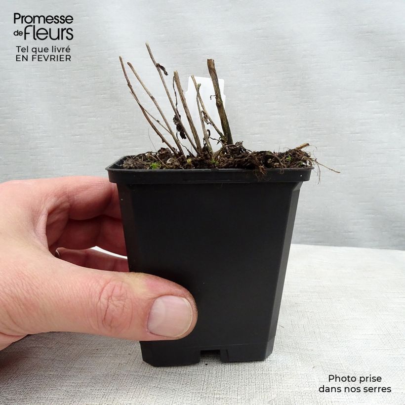 Exemplar von Campanula Sarastro - Großblütige Glockenblume Kleine Töpfe von 8/9 cm wie im Winter geliefert