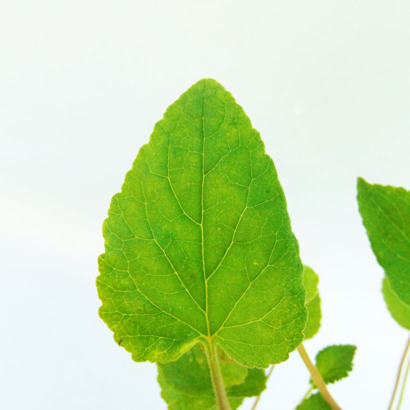 Campanula punctata Wedding Bells - Pyramiden-Glockenblume (Foliage)