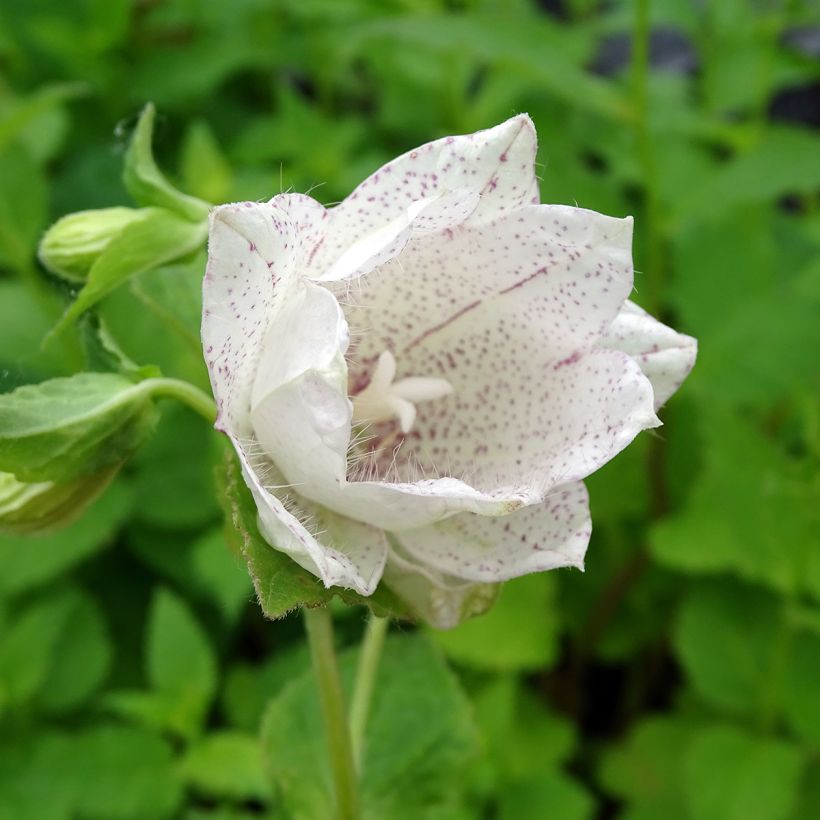 Campanula punctata Wedding Bells - Pyramiden-Glockenblume (Flowering)