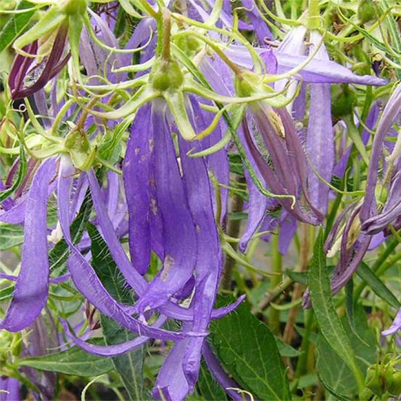 Campanula punctata Blue Octopus - Pyramiden-Glockenblume (Flowering)