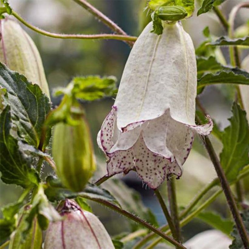Campanula punctata Milky Way - Pyramiden-Glockenblume (Flowering)