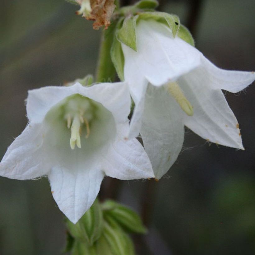 Campanula alliariifolia - Knoblauchraukenblättrige Glockenblume (Flowering)