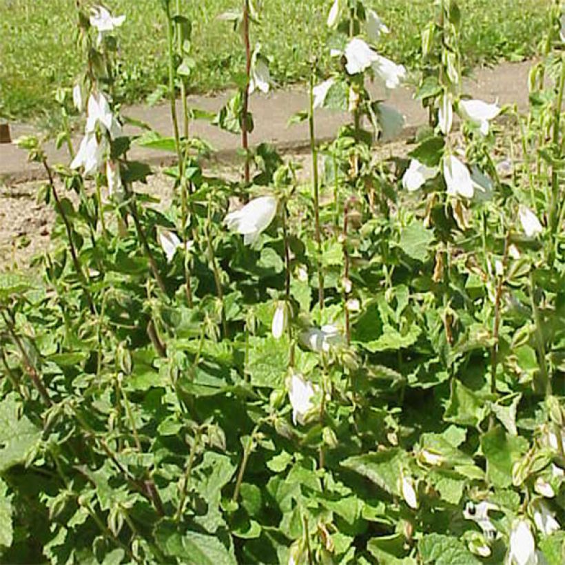 Campanula alliariifolia - Knoblauchraukenblättrige Glockenblume (Plant habit)