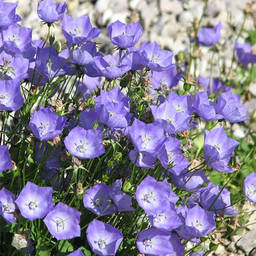 Campanula carpatica - Karpaten-Glockenblume (Flowering)