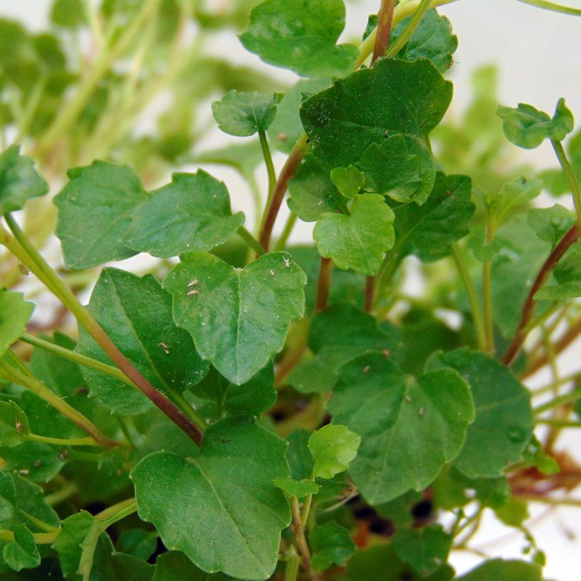 Campanula cochleariifolia - Zwerg-Glockenblume (Foliage)