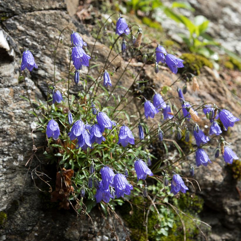 Campanula cochleariifolia - Zwerg-Glockenblume (Plant habit)