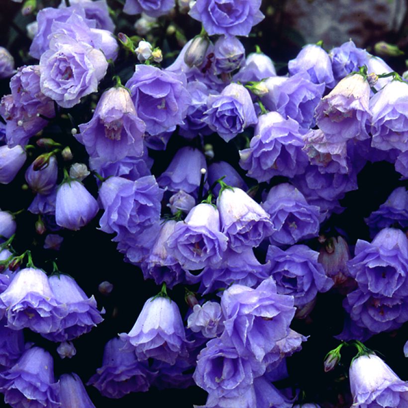 Campanula cochleariifolia Elizabeth Oliver - Zwerg-Glockenblume (Flowering)